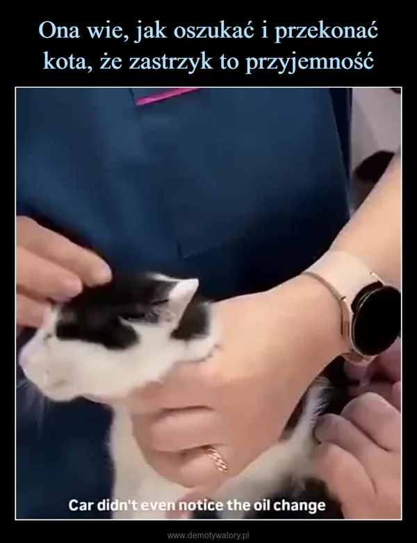 
    Ona wie, jak oszukać i przekonać kota, że zastrzyk to przyjemność