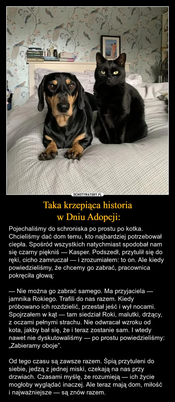 
    Taka krzepiąca historia w Dniu Adopcji: