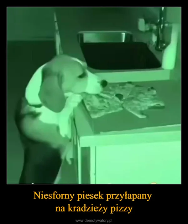 Niesforny piesek przyłapany na kradzieży pizzy