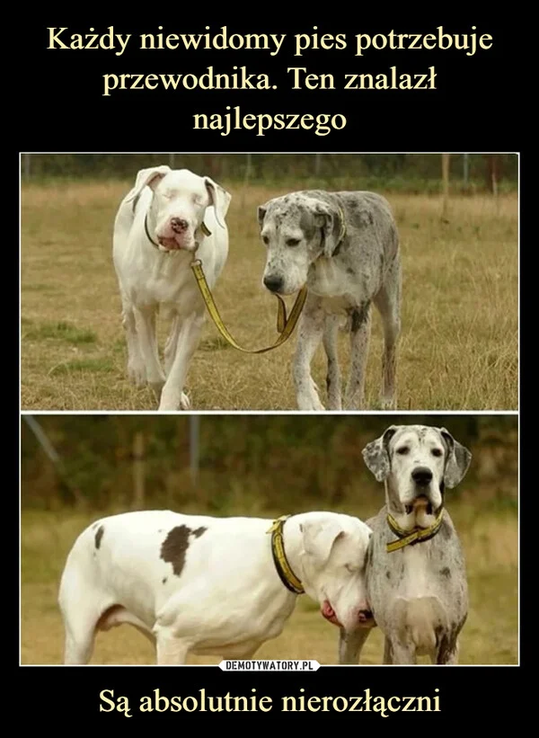 
    Każdy niewidomy pies potrzebuje przewodnika. Ten znalazł najlepszego Są absolutnie nierozłączni