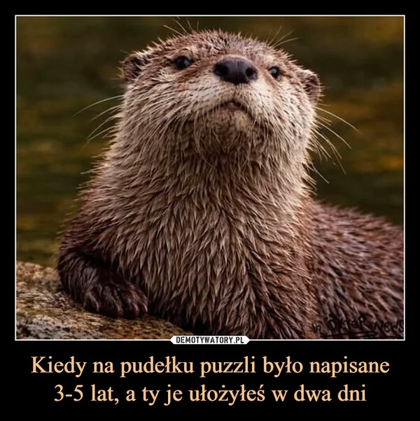 
    Kiedy na pudełku puzzli było napisane 3-5 lat, a ty je ułożyłeś w dwa dni