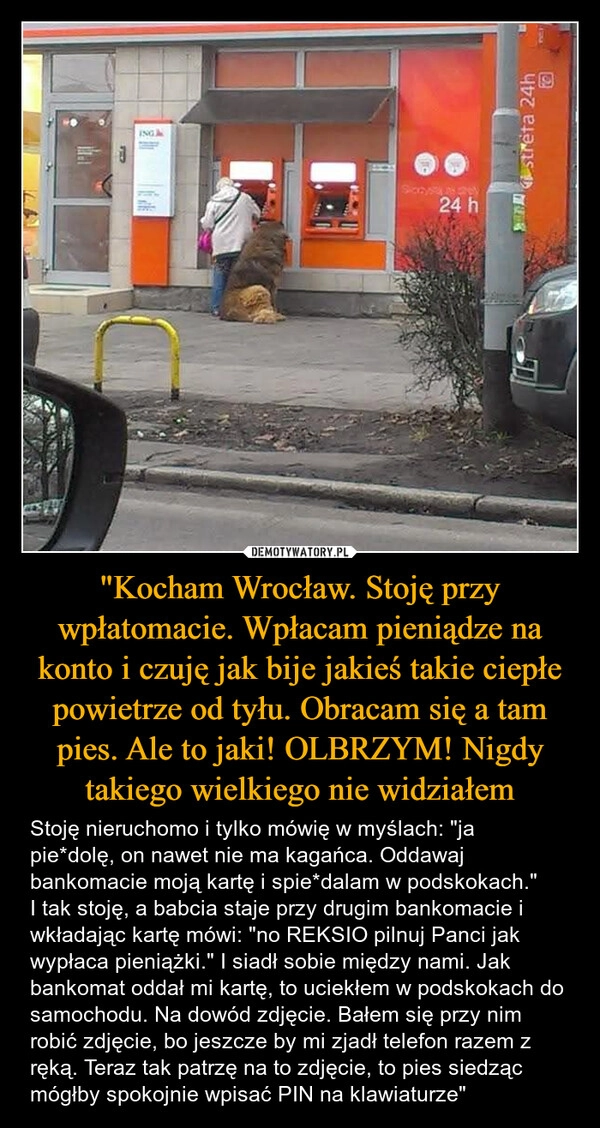 
    "Kocham Wrocław. Stoję przy wpłatomacie. Wpłacam pieniądze na konto i czuję jak bije jakieś takie ciepłe powietrze od tyłu. Obracam się a tam pies. Ale to jaki! OLBRZYM! Nigdy takiego wielkiego nie widziałem