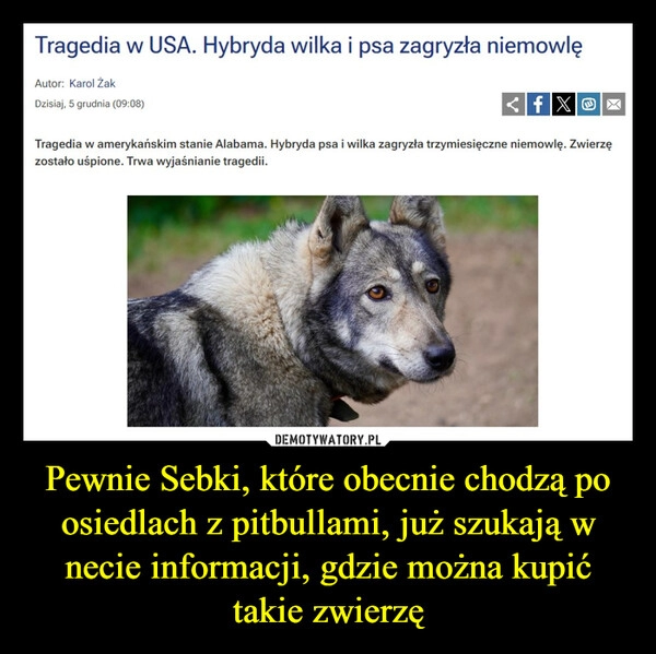 
    Pewnie Sebki, które obecnie chodzą po osiedlach z pitbullami, już szukają w necie informacji, gdzie można kupić takie zwierzę