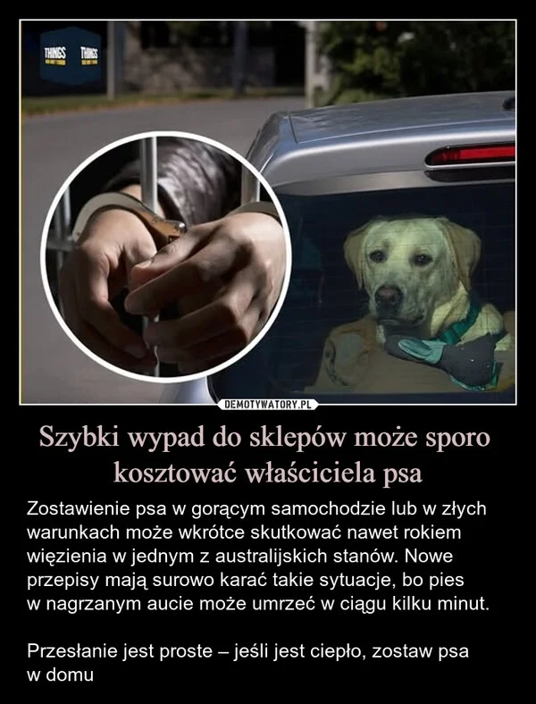 Szybki wypad do sklepów może sporo kosztować właściciela psa