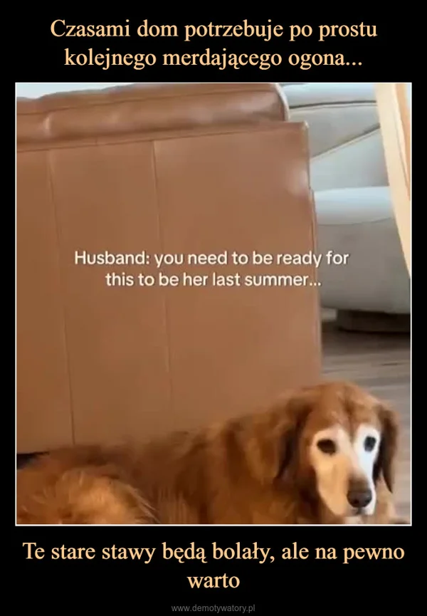 
    Czasami dom potrzebuje po prostu kolejnego merdającego ogona... Te stare stawy będą bolały, ale na pewno warto