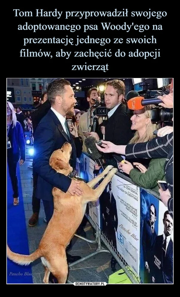 Tom Hardy przyprowadził swojego adoptowanego psa Woody'ego na prezentację jednego ze swoich filmów, aby zachęcić do adopcji zwierząt