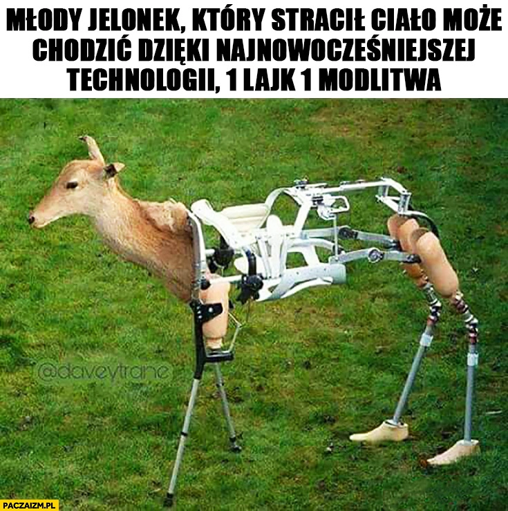 Młody jelonek który stracił ciało może chodzić dzięki najnowocześniejszej technologii 1 lajk 1 modlitwa