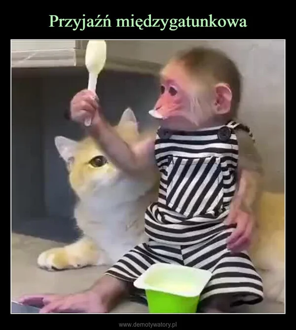 
    Przyjaźń międzygatunkowa