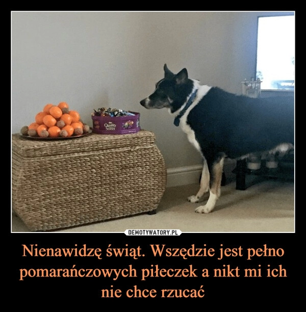 
    
Nienawidzę świąt. Wszędzie jest pełno pomarańczowych piłeczek a nikt mi ich nie chce rzucać 