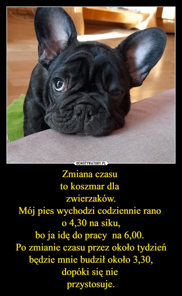 
    Zmiana czasu to koszmar dla zwierzaków. Mój pies wychodzi codziennie rano o 4,30 na siku, bo ja idę do pracy na 6,00. Po zmianie czasu przez około tydzień będzie mnie budził około 3,30, dopóki się nie przystosuje.