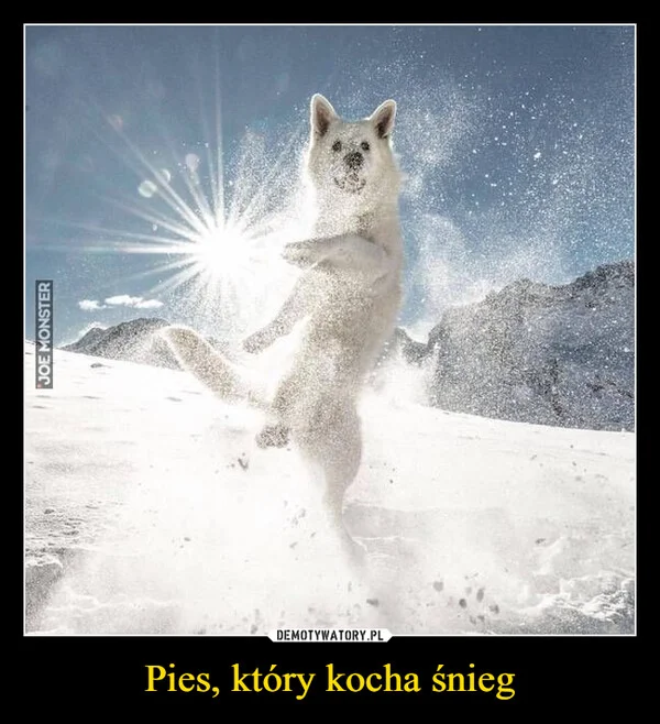 Pies, który kocha śnieg
