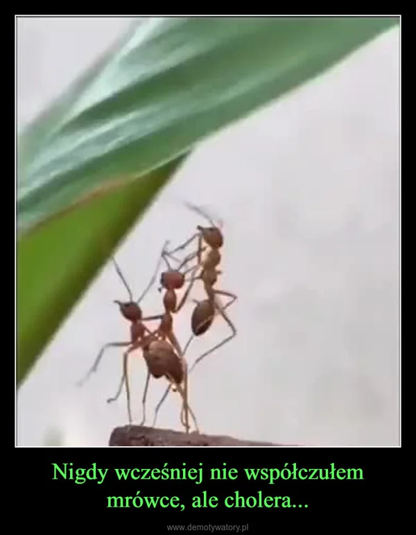 
    Nigdy wcześniej nie współczułem mrówce, ale cholera...