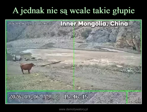 
    A jednak nie są wcale takie głupie