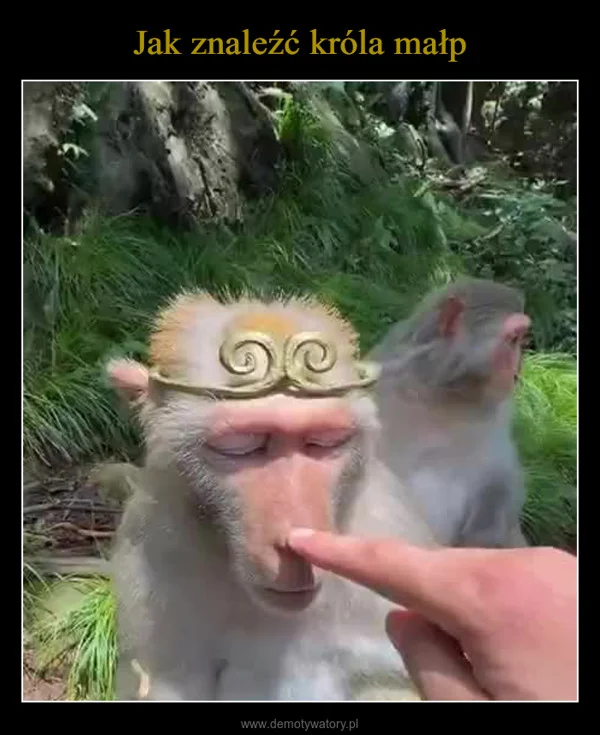 
    Jak znaleźć króla małp