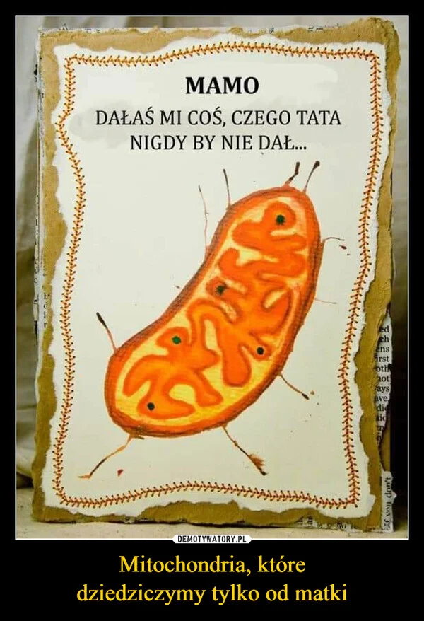 
    Mitochondria, które dziedziczymy tylko od matki