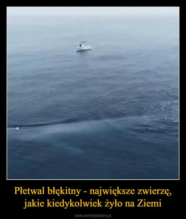 
    Płetwal błękitny - największe zwierzę, jakie kiedykolwiek żyło na Ziemi