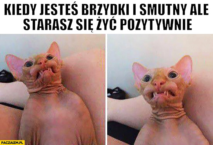 
    Kiedy jesteś brzydki i smutny ale starasz się żyć pozytywnie kot z dziwną miną