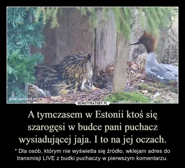 
    A tymczasem w Estonii ktoś się szarogęsi w budce pani puchacz wysiadującej jaja. I to na jej oczach.