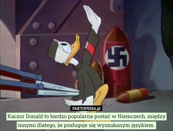 
    Kaczor Donald to bardzo popularna postać w Niemczech, między innymi dlatego,