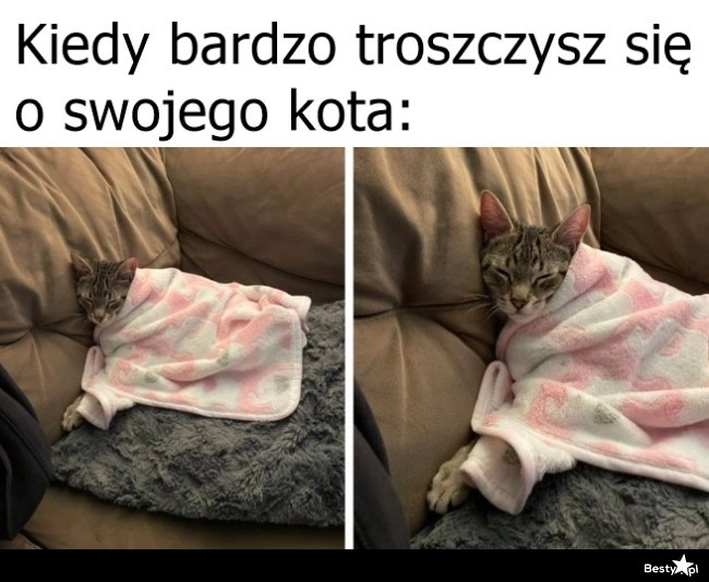 
    Zaopiekowany kotek 