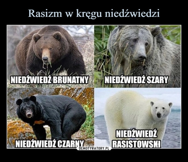 
    Rasizm w kręgu niedźwiedzi