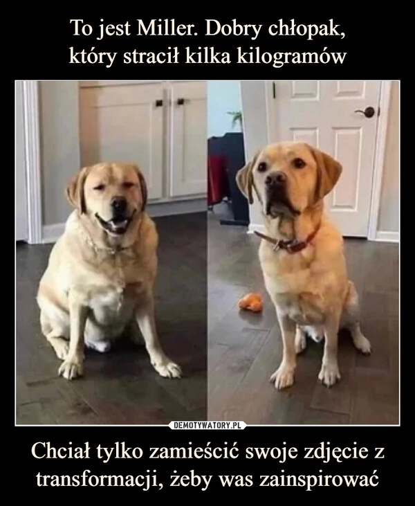 
    To jest Miller. Dobry chłopak,
który stracił kilka kilogramów Chciał tylko zamieścić swoje zdjęcie z transformacji, żeby was zainspirować 