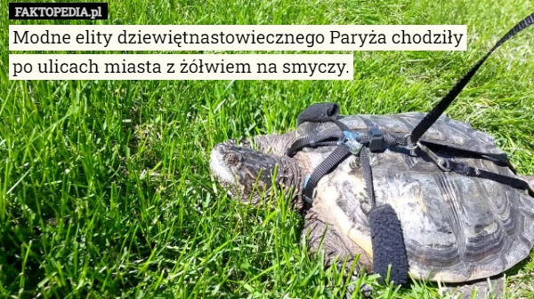 
    Modne elity dziewiętnastowiecznego Paryża chodziły
po ulicach miasta z żółwiem