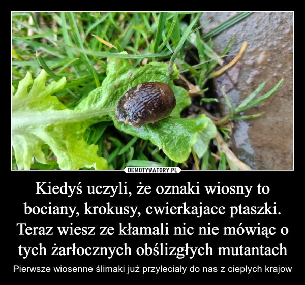 
    Kiedyś uczyli, że oznaki wiosny to bociany, krokusy, cwierkajace ptaszki. Teraz wiesz ze kłamali nic nie mówiąc o tych żarłocznych obślizgłych mutantach