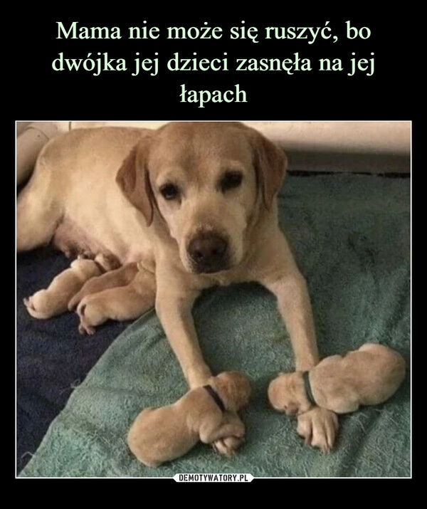 
    Mama nie może się ruszyć, bo dwójka jej dzieci zasnęła na jej łapach