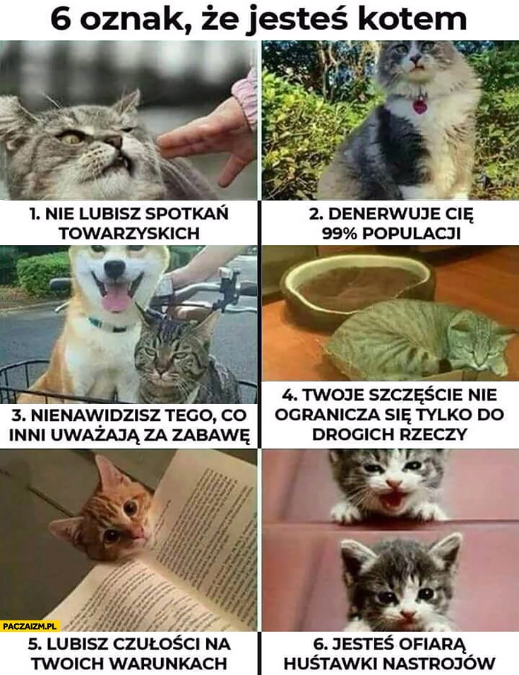 
    6 oznak, że jesteś kotem: nie lubisz spotkań, denerwuje Cię większość ludzi, nienawidzisz tego co inni lubią, lubisz czułości na swoich warunkach, masz huśtawkę nastrojów