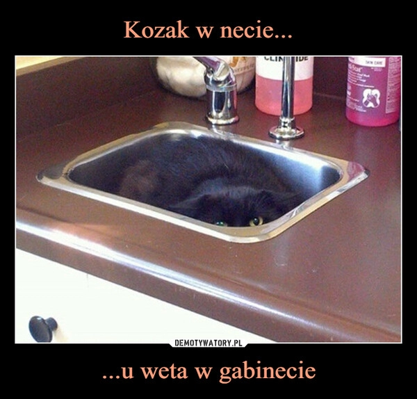 
    Kozak w necie... ...u weta w gabinecie