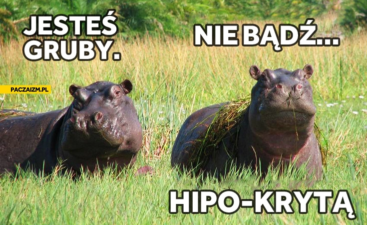 
    Jesteś gruby nie bądź hipo-krytą