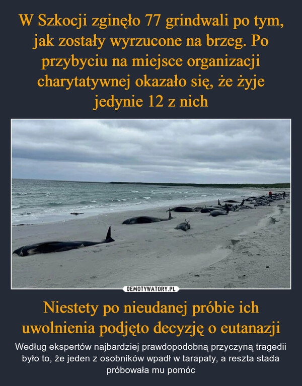 
    W Szkocji zginęło 77 grindwali po tym, jak zostały wyrzucone na brzeg. Po przybyciu na miejsce organizacji charytatywnej okazało się, że żyje jedynie 12 z nich Niestety po nieudanej próbie ich uwolnienia podjęto decyzję o eutanazji