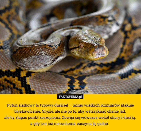 
     Pyton siatkowy to typowy dusiciel – mimo wielkich rozmiarów atakuje błyskawicznie.