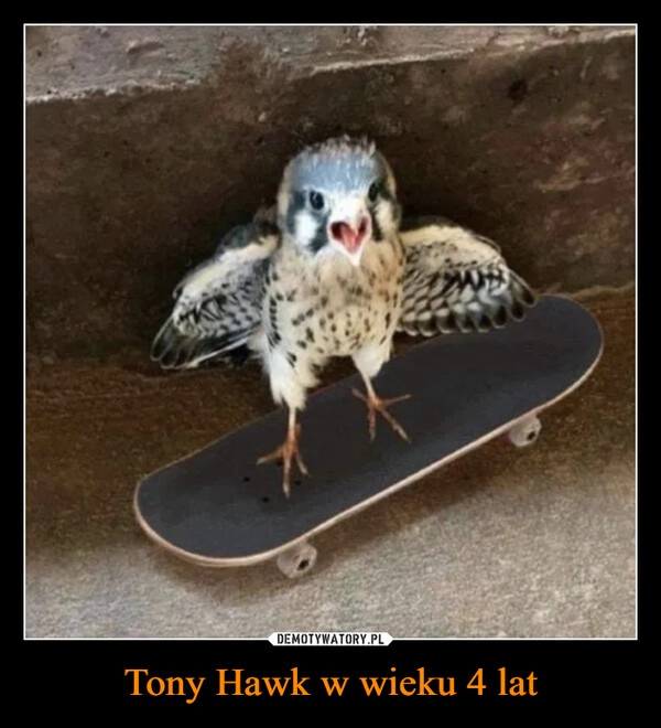 
    Tony Hawk w wieku 4 lat