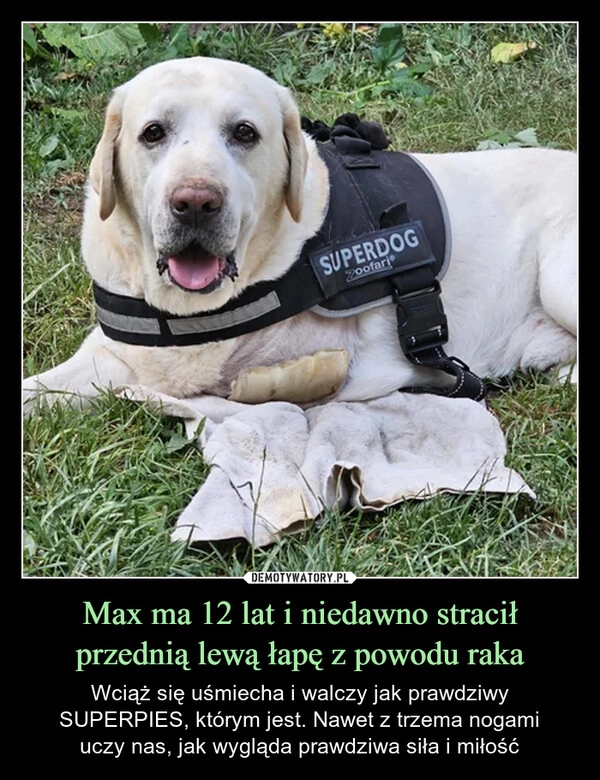 
    Max ma 12 lat i niedawno stracił przednią lewą łapę z powodu raka