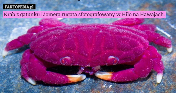 
    Krab z gatunku Liomera rugata sfotografowany w Hilo na Hawajach.