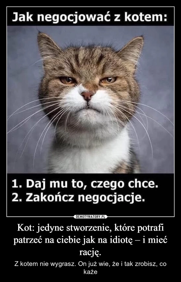 
    Kot: jedyne stworzenie, które potrafi patrzeć na ciebie jak na idiotę – i mieć rację.