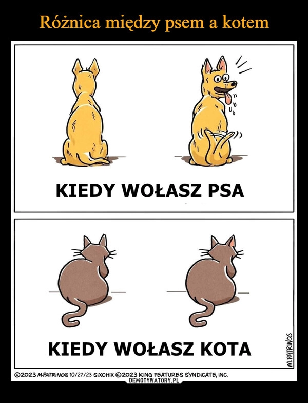 
    Różnica między psem a kotem