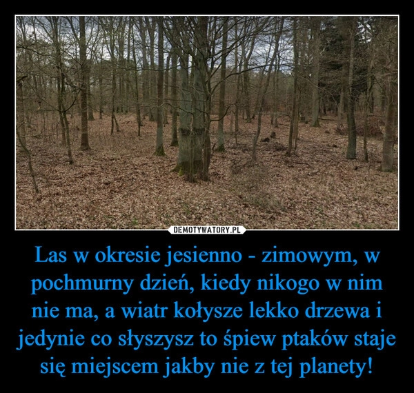 
    Las w okresie jesienno - zimowym, w pochmurny dzień, kiedy nikogo w nim nie ma, a wiatr kołysze lekko drzewa i jedynie co słyszysz to śpiew ptaków staje się miejscem jakby nie z tej planety!