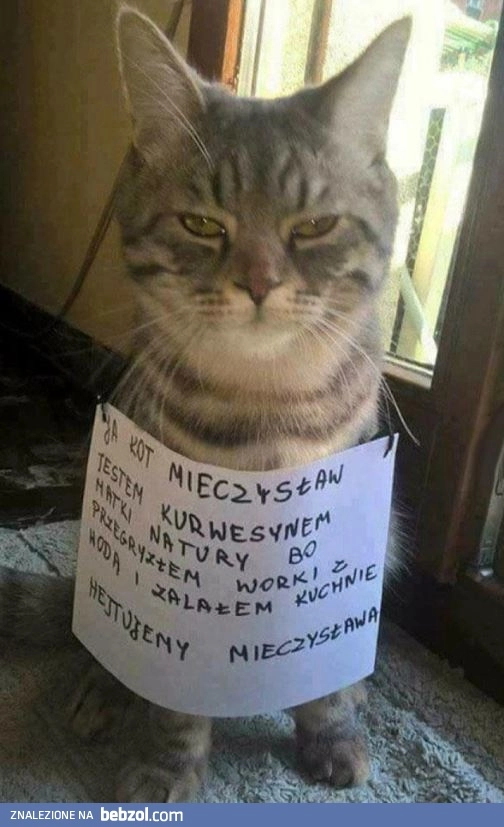 Kot Mieczysław