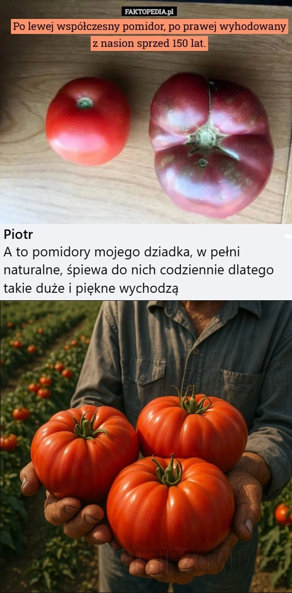 
    Pomidor
