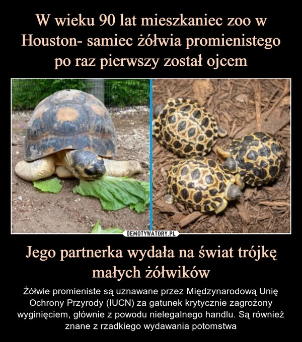 
    W wieku 90 lat mieszkaniec zoo w Houston- samiec żółwia promienistego po raz pierwszy został ojcem Jego partnerka wydała na świat trójkę małych żółwików