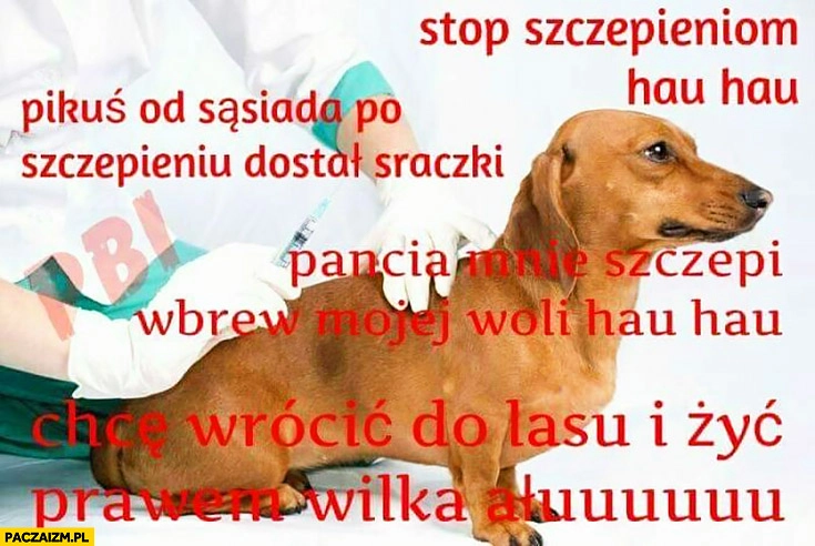 
    Pies antyszczepionkowiec stop szczepieniu, Pikuś po szczepieniu dostał sraczki, pancia mnie nie szczepi, chcę wrócić do lasu i żyć prawem wilka
