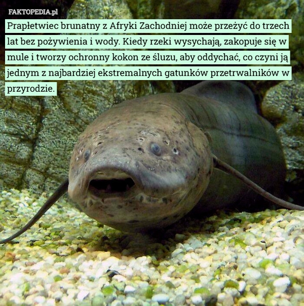 
    Prapłetwiec brunatny z Afryki Zachodniej może przeżyć do trzech lat bez