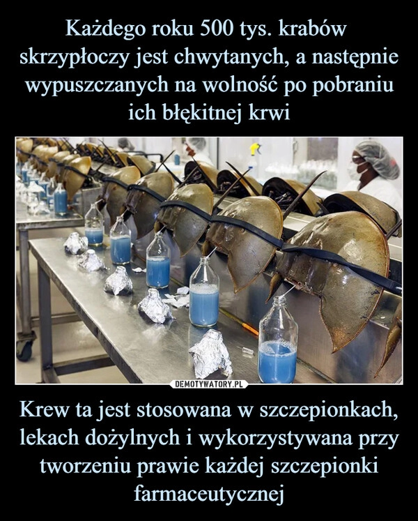 
    
Każdego roku 500 tys. krabów skrzypłoczy jest chwytanych, a następnie wypuszczanych na wolność po pobraniu ich błękitnej krwi Krew ta jest stosowana w szczepionkach, lekach dożylnych i wykorzystywana przy tworzeniu prawie każdej szczepionki farmaceutycznej 