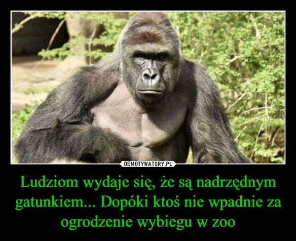 
    Ludziom wydaje się, że są nadrzędnym gatunkiem... Dopóki ktoś nie wpadnie za ogrodzenie wybiegu w zoo