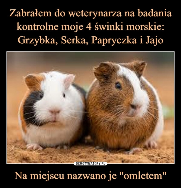 
    Zabrałem do weterynarza na badania kontrolne moje 4 świnki morskie: Grzybka, Serka, Papryczka i Jajo Na miejscu nazwano je ''omletem" 