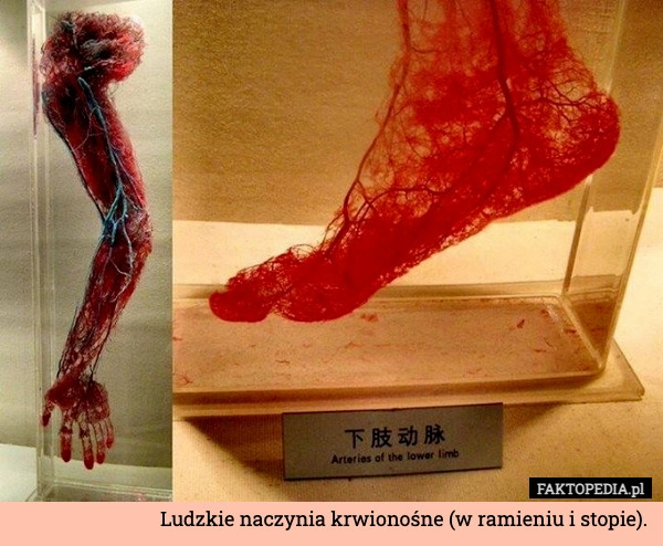 
    Ludzkie naczynia krwionośne (w ramieniu i stopie).