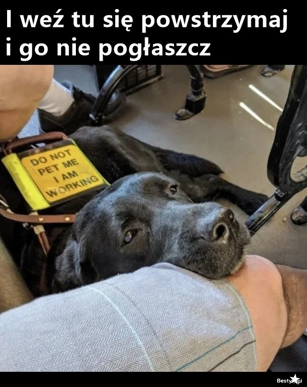 
    I jak tu nie pogłaskać? 